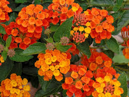 Beautiful flower screensaver turns your desktop into a wonderful garden full of beautiful flowers. 110 Flowers Gardens Ideas Flowers Free Screensavers Flower Garden