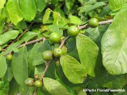 Image result for Bridelia atroviridis