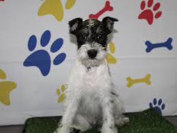 Miniature schnauzers are alert and spirited, yet obedient to command. Miniature Schnauzer Dog Male Black White Parti 2957065 Pet City Houston