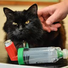 It is an important strategy that would protect the air passages and the lungs from anything foreign and infectious that might harm the. Northwich Cat Uses Baby Inhaler To Combat Asthma Cheshire Live