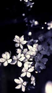 White wallpaper white flower wallpaper cool backgrounds white flowers flower backgrounds desktop wallpapers tumblr black and white background black and check our site out if you want black and white flowers pictures or images to post on myspace,facebook, or your blog and website. 90 Black Flower Wallpaper Android Iphone Hd Wallpaper Background Download Png Jpg 2021