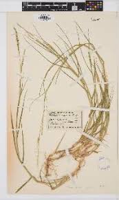 Image result for Acroceras