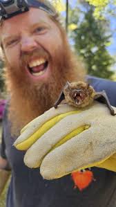 Bat removal and conservation information