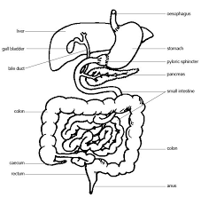 Anatomy And Physiology Of Animals The Gut And Digestion