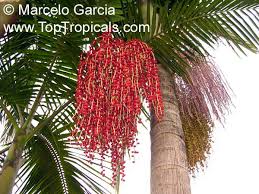 Image result for Archontophoenix cunninghamiana