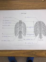 Intercostal muscles internal and external view. Solved Rib Cage 1 Chwal Ver 2 3 Costal Cartilage 4 St Chegg Com