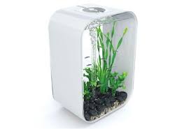 Epingle Sur Aquarium