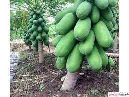 Maybe you would like to learn more about one of these? For Sale Grafted Fruit Trees Dwarf Coconut Philippines Buy And Sell Marketplace Pinoydeal