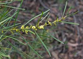 Image result for Acacia montigena