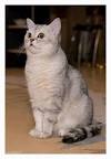 British Shorthair Silver Spotted