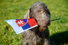 Image result for slovenský ohař hrubosrstý