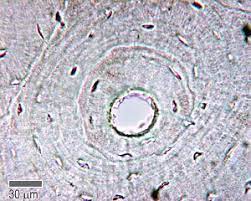 Mar 09, 2021 · esposito, m. Cartilage Bone Ossification The Histology Guide