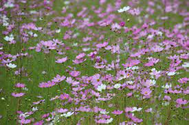 580417 Background Field Field Of Flowers Flower Field Grass Green Kosmos Kosmos Field Mothernature Nature Pink Pink And White Pink Flowers White White Flowers 4k Wallpaper Mocah Hd Wallpapers