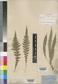 Image result for Blechnum attenuatum