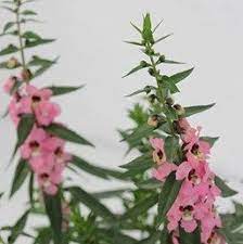 Pin On Les Fleurs