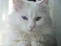 Gambar lucu untuk mewarnai terbaru aneka gambar mewarnai gambar. Baka Kucing 108 Gambar Nama Dan Gambaran Jenis Kucing Mewah Pedigreed Domestik Yang Indah Dengan Ekor Pendek Dan Watak Yang Tenang