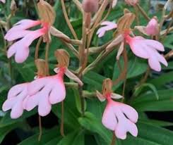 Image result for Habenaria petitiana