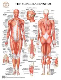 Muscular system labeled.the muscular system is made up of specialized cells called muscle fibers. Anatomy Of The Muscular System Laminated Wall Chart With Digital Download Code
