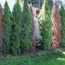 Image result for thuja drying out dead dried symptoms)
