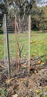 A fence might provide better—or at least more prominent—protection. 5 Ways To Prevent Large Animals Damaging Your Fruit Trees
