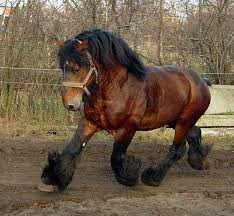 Our massive belgian draft gelding comes nearly tumbling into the building. Datei Trotting Belgian Draft Horse Jpg Wikipedia