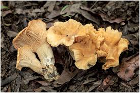 Image result for Napoleonaea angolensis