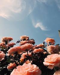 Backyard Landscaping Small Backyardlandscapingarizona Flower Wallpaper Flower Aesthetic Aesthetic Iphone Wallpaper
