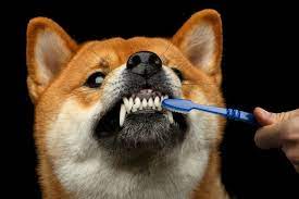 Maybe you would like to learn more about one of these? Best Toothpaste For Dogs Including Tips For Canine Oral Health