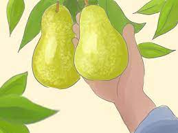 How To Grow Pear Trees From Seed Pear Pear Trees Seeds