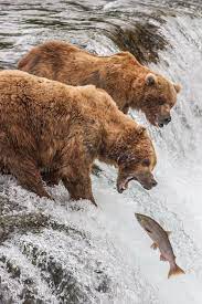 How To Take Better Wildlife Photos Be A Naturalist First Brown Bear Animals Animals Beautiful
