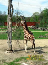 The zoo is split into three sections or worlds: Gelsenkirchen Zoo Zoom Erlebniswelt About Zoos