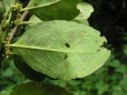 Image result for Mystroxylon