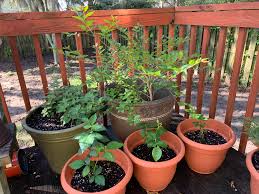 Growing crape myrtles exclusively since 1977 ﻿ our nursery has been growing crape myrtles for over 40 years we are the original inventors of the us patented miniature crape myrtles! The Green Pot Is Catnip Next To It Is A Crepe Myrtle Both Of Them Are Examples Of Doing Nothing To Two Empty Pots And Letting Nature Take Its Course The Three