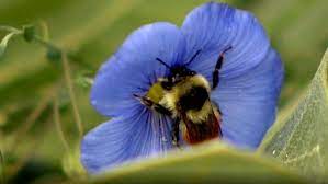 The next strategy for attracting orioles is selecting specialized bird feeders that can feed these birds their unique diet! Here S The Buzz On How To Get A Bee Friendly Lawn Cbc News