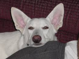 white german shepard ozzy djur