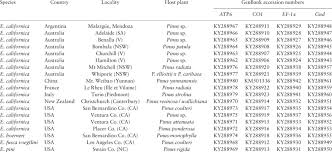 Image result for Buchnera attenuata