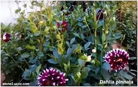 انواع نبات داليا او الاضالية او اضاليا الدهلية dahlia قوائم النبات قوائم النبات معلومات نباتية وسمكية معلوماتية plants