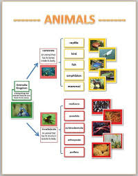 Great Chart Showing How The Kingdom Animalia Is Split Up