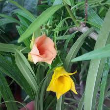 Image result for Cascabela thevetia