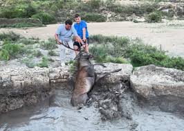 Heroic men uses all their power to rescue Deer stuck in well ❤️ | Facebook