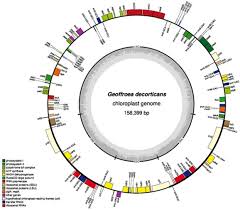 Image result for Kotschya aeschynomenoides