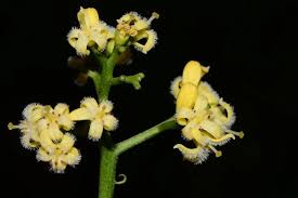 Image result for Icacinaceae