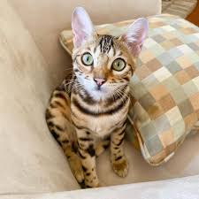 Whether you adopt online or at a petsmart store near you, you're helping change the. Bengal Cats For Sale Near Me Bengal Kittens For Sale Near Me