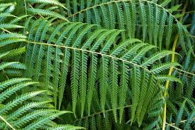 Image result for Cyatheaceae