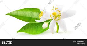 Isolate small tree, orange jessamine, on white background. Isolated Orange Image Photo Free Trial Bigstock