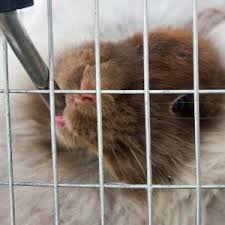 Sophie on can rabbits eat salt? What Do Rabbits Drink Lafeber Co Small Mammals