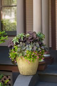 Full sun container planting ideas. Container Gardening The Rules To Know And The Rules To Break The Washington Post