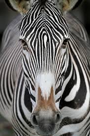 Pin By Roxanne Bryan On Animals Zebra Face Animal Faces Animals