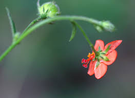 Image result for Hibiscus migeodii