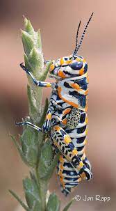Grasshopper Painted Dactylotum Bicolor 1a Ks Edit Beautiful Bugs Insects Cool Insects